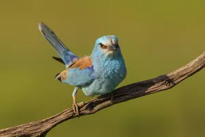 European roller (Coracias garrulus)