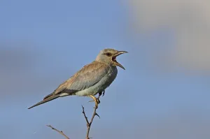 European Roller in the Kruger Park