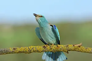 European rollers (Coracias garrulus)