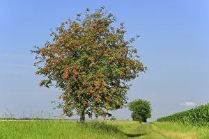 European rowan (Sorbus aucuparia)