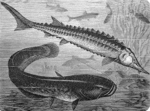 European sea sturgeon and Wels catfish