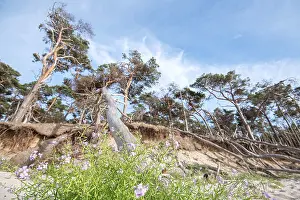 European searocket (Cakile maritima)
