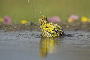European Serin (Serinus serinus) bathing at a waterhole