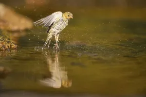 European serin (Serinus serinus) female bathing in a water pool