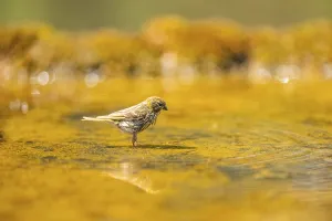 European serin (Serinus serinus) female bathing in a water pool