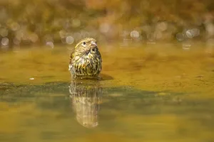 European serin (Serinus serinus) female bathing in a water pool