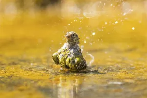 European serin (Serinus serinus) female bathing in a water pool