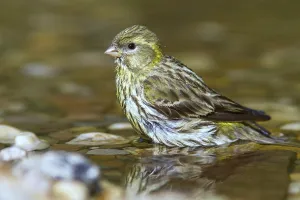 European Serin (Serinus serinus) female at little stream