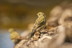 European serin (Serinus serinus) female at a water pool