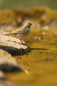 European serin (Serinus serinus) female at a water pool