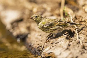 European serin (Serinus serinus) female at a water pool