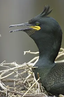 European Shag (Phalacrocorax aristotelis)