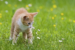 European shorthair cat in a flowering meadow