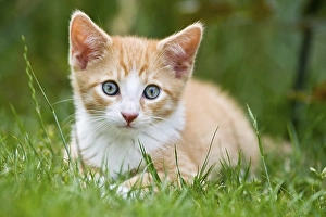 European shorthair cat in a meadow