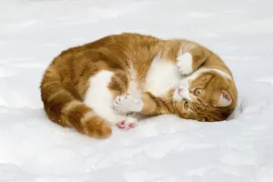 European shorthair cat in snow