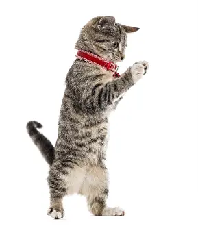 European Shorthair kitten playing with his paws up