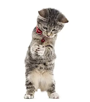 European Shorthair kitten playing with his paws up