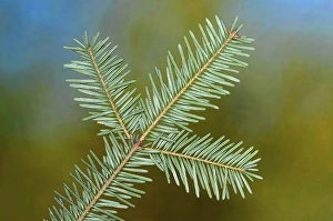 European silver fir (Abies alba), needles, branch