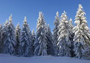 European Silver Firs (Abies alba) in frost and snow