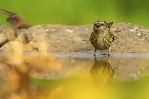 A European siskin, Spinus spinus