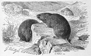 European snow vole (Chionomys nivalis)