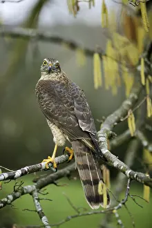 EUROPEAN SPARROWHAWK (accipiter nisus)