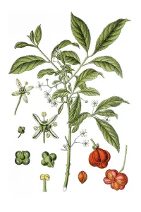 European spindle or common spindle (Euonymus europaeus)