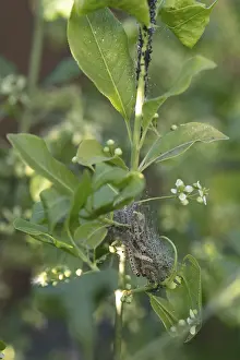 European spindle ermine (Yponomeuta cagnagella)