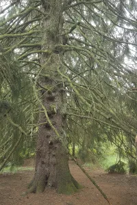 European spruce (Picea abies), tree trunk