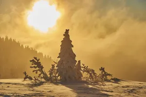 European spruce (Picea abies) tree in winter at sunrise