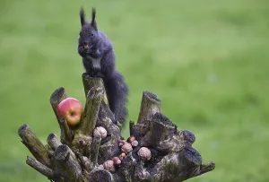 European squirrel (Sciurus) eating nuts in the garden