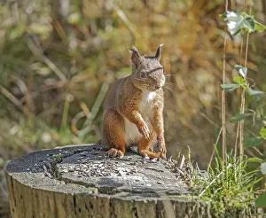 European squirrel Sciurus vulgaris