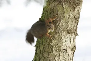 European Squirrel (Sciurus vulgaris) on a fir tree in snowy envirement