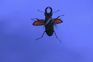 European stag beetle (Lucanus cervus)