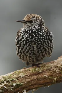 European Starling (Sturnus vulgaris)
