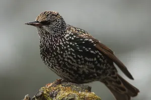 European Starling (Sturnus vulgaris)