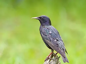 European Starling (Sturnus vulgaris)