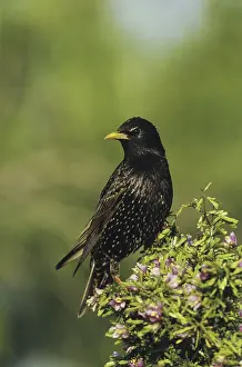 European Starling (Sturnus vulgaris)