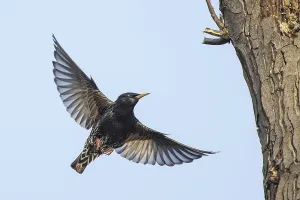 European Starling (Sturnus vulgaris) approaching the nesting cave in the tree