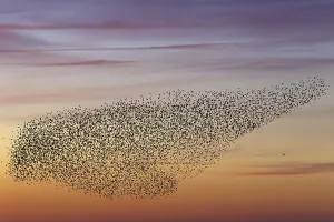 European starling (Sturnus vulgaris) murmuration