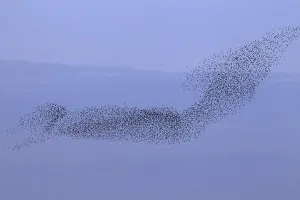 European starling (Sturnus vulgaris) murmuration