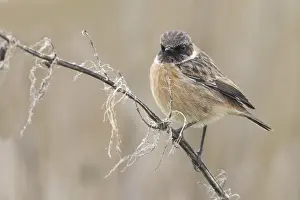 European Stonechat (Saxicola rubicola)