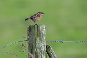 European stonechat (Saxicola rubicola / Motacilla rubicola) female perched on wooden fence post along meadow in winter