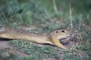 European Suslik (Citellus citellus)