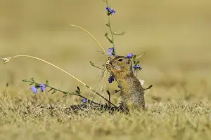 European Suslik (Spermophilus citellus) feeding a barley ferry