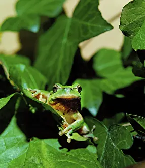 EUROPEAN TREE FROG (hyla arborea)