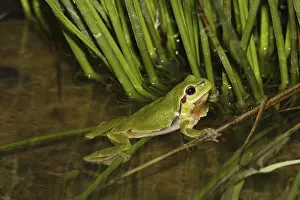 European tree frog, Hyla arborea
