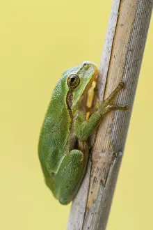 European tree frog (Hyla arborea)