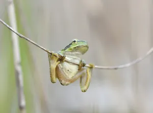 European tree frog (Hyla arborea) hanging on reed