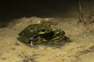 European tree frog (Hyla arborea) pair in amplexus in shallow water